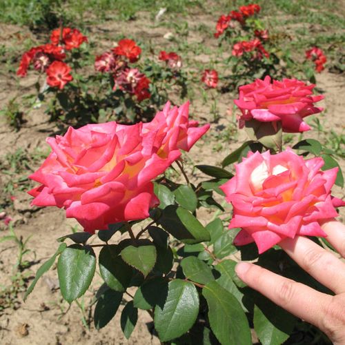 Galben - roz - Trandafir copac cu trunchi înalt - cu flori teahibrid - coroană dreaptă